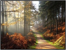 Staffordshire - Cannock Chase