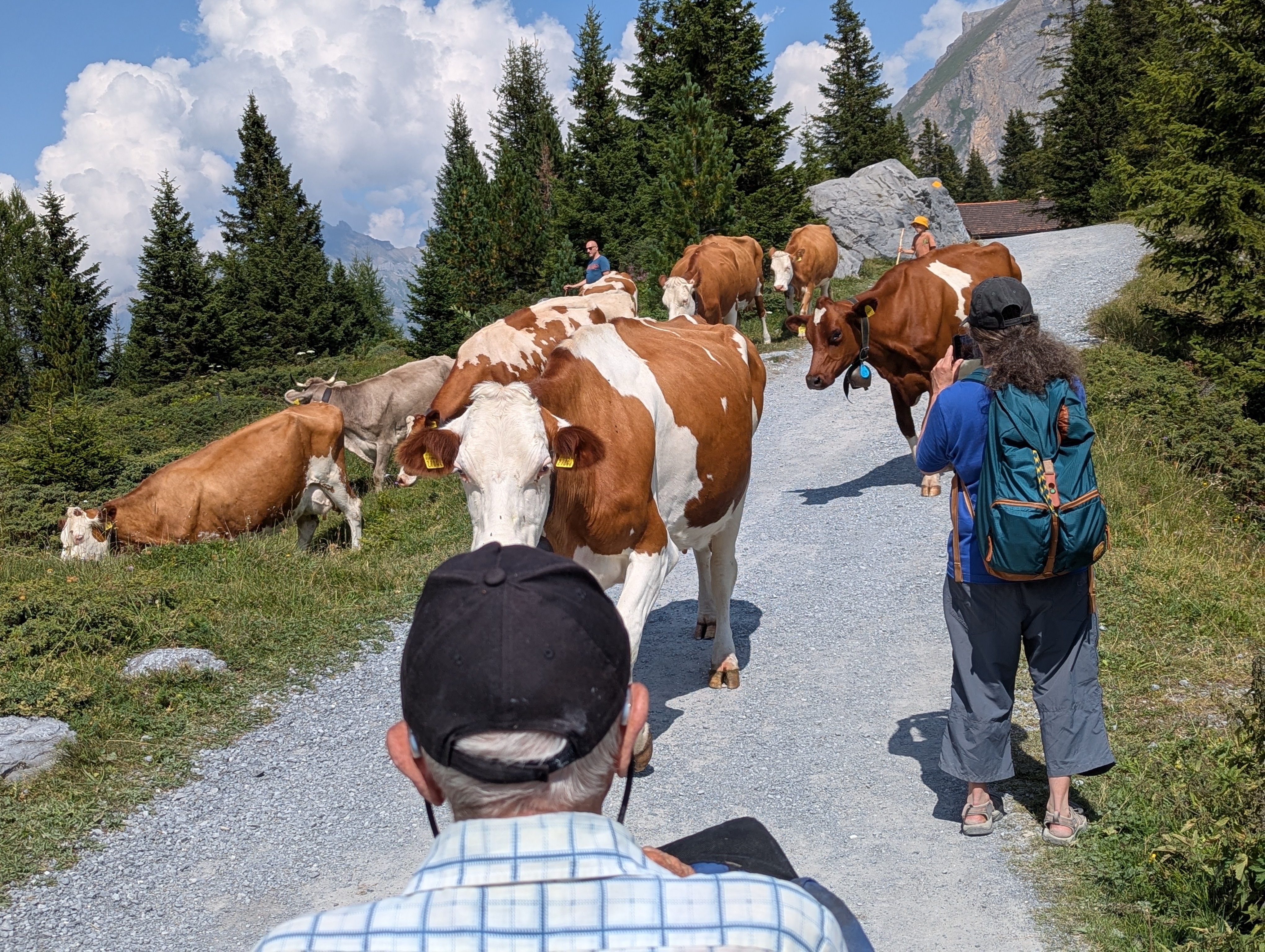 cows wandering and grazing on a mountain trail with people trying to pass by