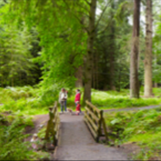 Somerset - Dunster Estate Forest